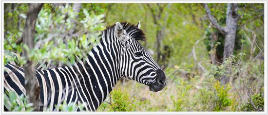 Safari en afrique du sud